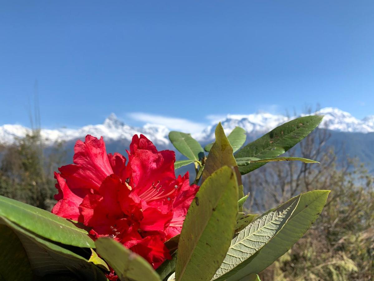 Hotel Pristine Himalaya Покхара Экстерьер фото